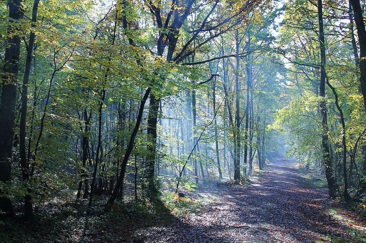 Forêt de Grimbosq