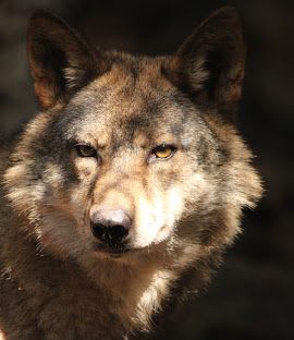 Parc alpha