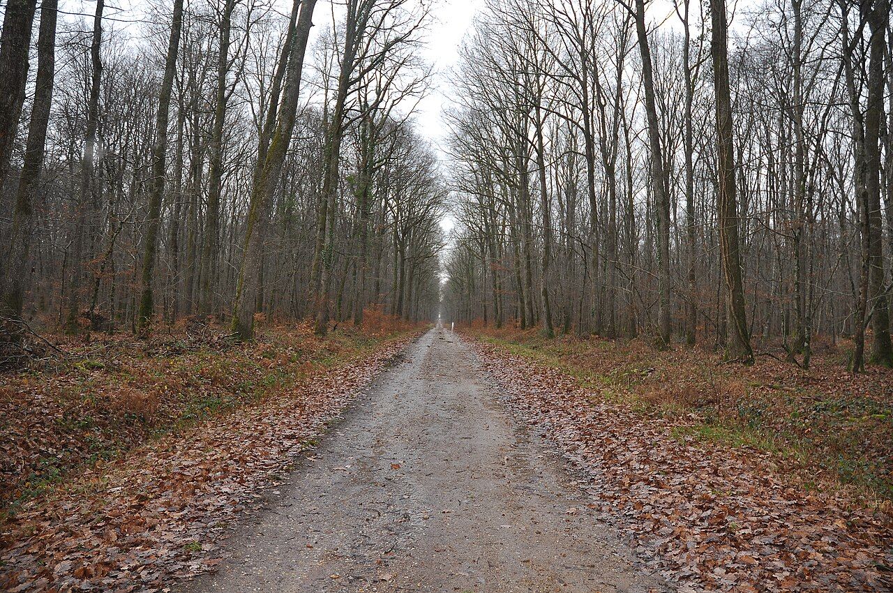 Forêt de Tronçais