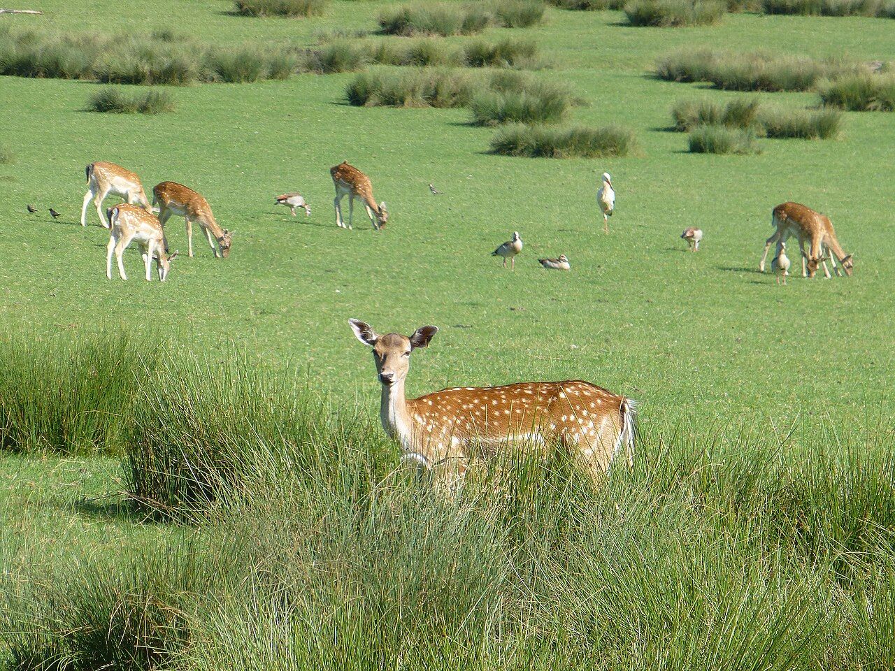 Parc animalier de Sainte-Croix