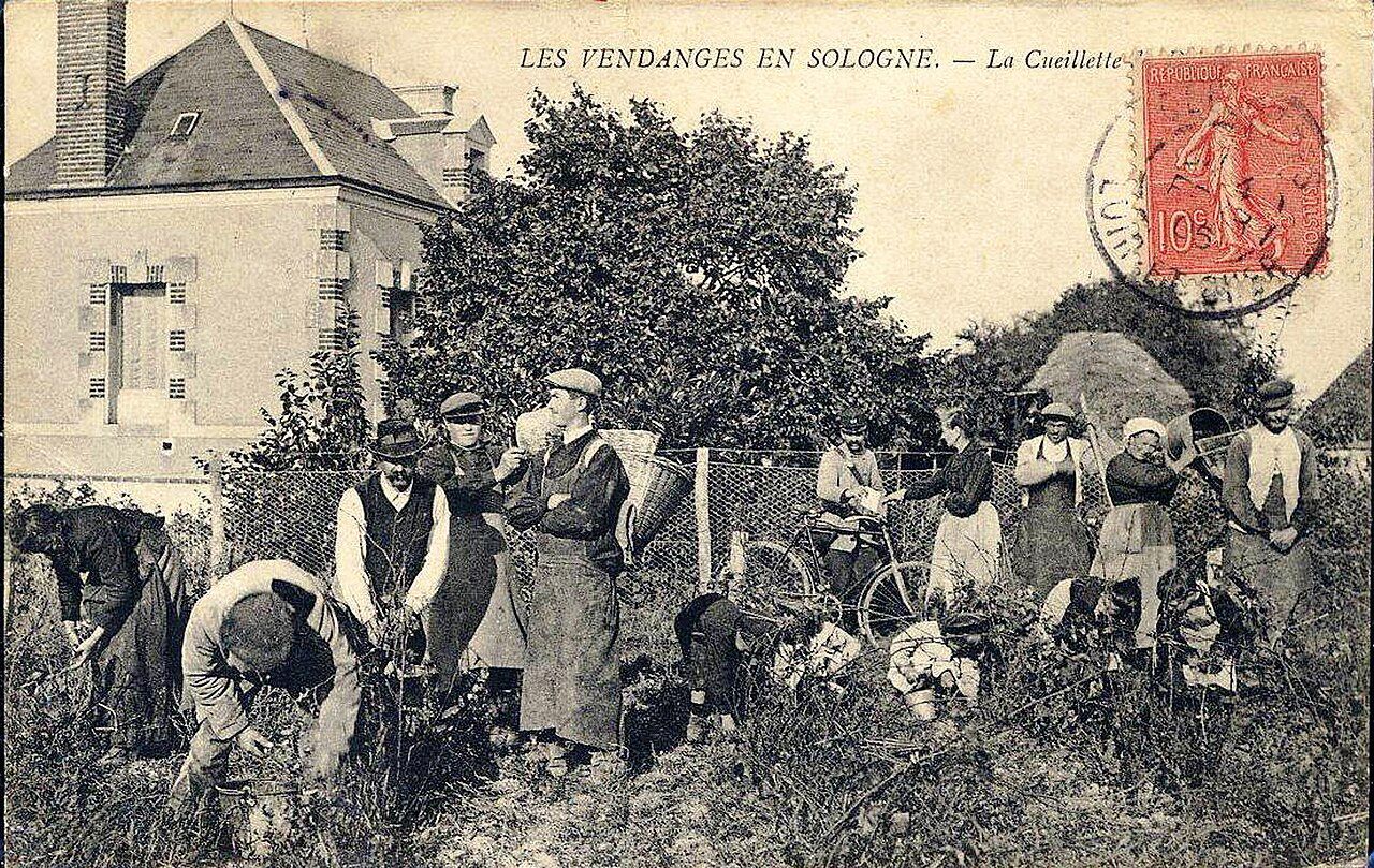 Vignoble de Cheverny à Cour-Cheverny