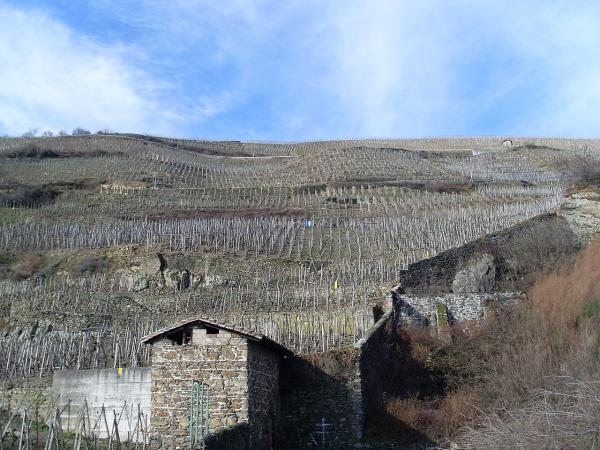 Vignoble de Côte-Rôtie
