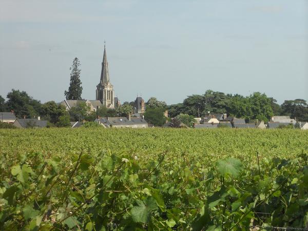 Vignoble de Savennières