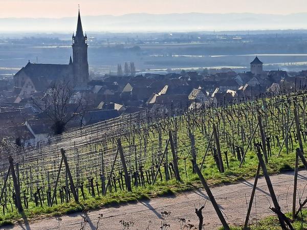 Dambach-la-Ville et son vignoble