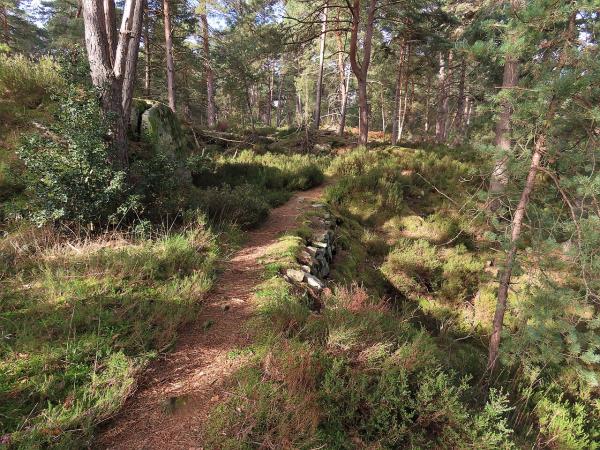 Forêt de Fontainebleau
