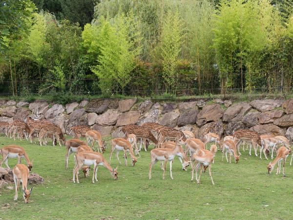 ZooParc de Beauval