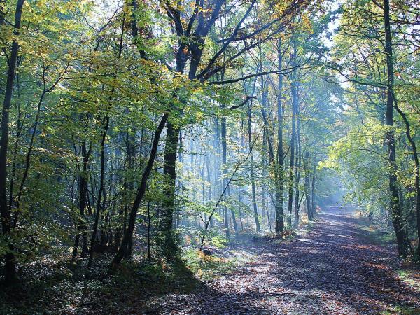 Forêt de Grimbosq