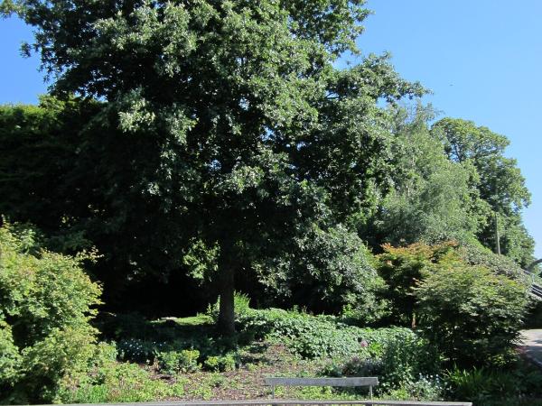Jardin des plantes d'Avranches