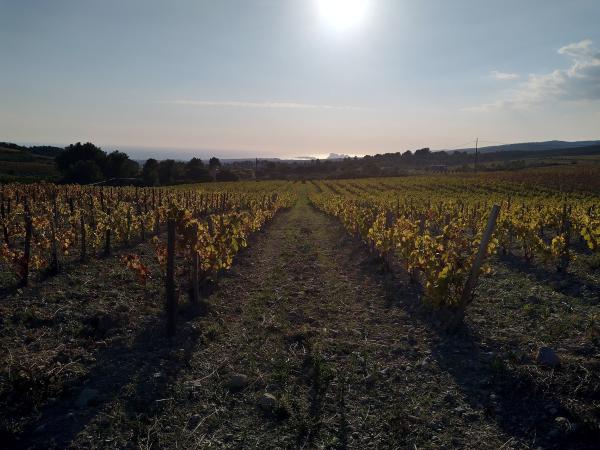 Vignobles de Bandol