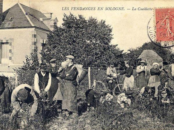 Vignoble de Cheverny à Cour-Cheverny