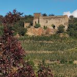 Le vignoble de Seyssuel