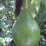 La Case Floria