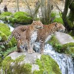 Bioparc de Doué-la-Fontaine