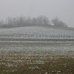 Gaillac et son vignoble