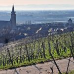 Dambach-la-Ville et son vignoble