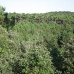 Forêt de la Coubre