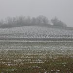 Vignoble de Gaillac