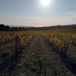 Vignobles de Bandol