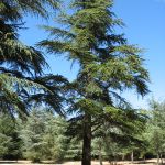 Bonnieux et la forêt des cèdres