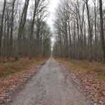 Forêt de Tronçais