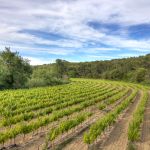Domaines viticoles des Coteaux d'Aix