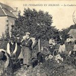Vignoble de Cheverny à Cour-Cheverny