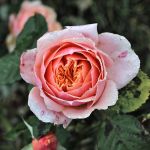 Jardins fruitiers de Laquenexy