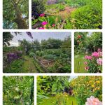 La Vigne Vierge