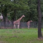 Safari de Peaugres